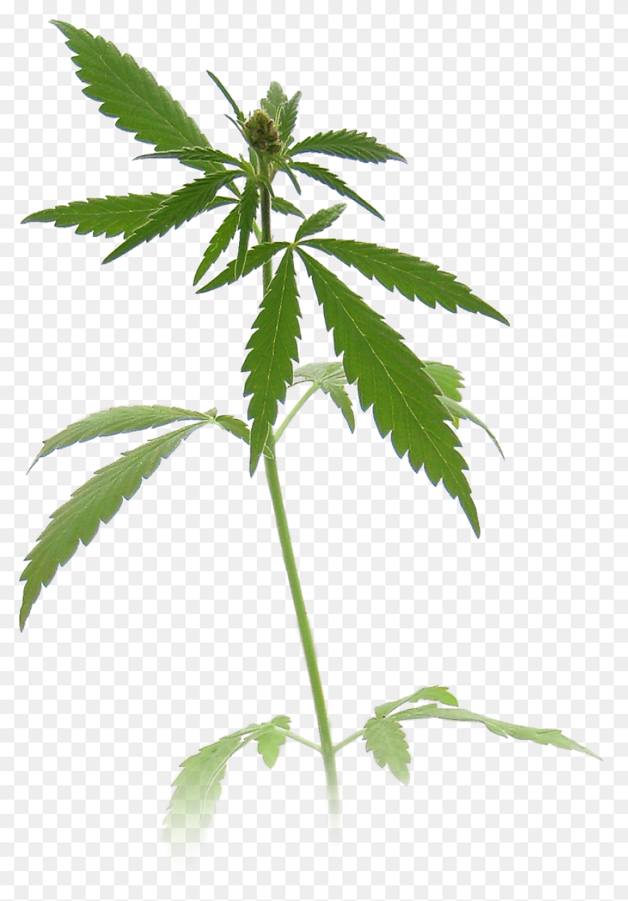 Weed Plant Cartoon - Marijuana Clip