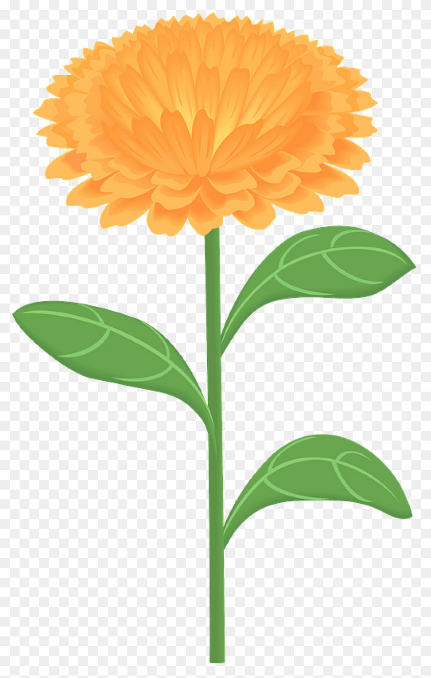 Calendula Officinalis Flower Marigold Clipart. - Marigold