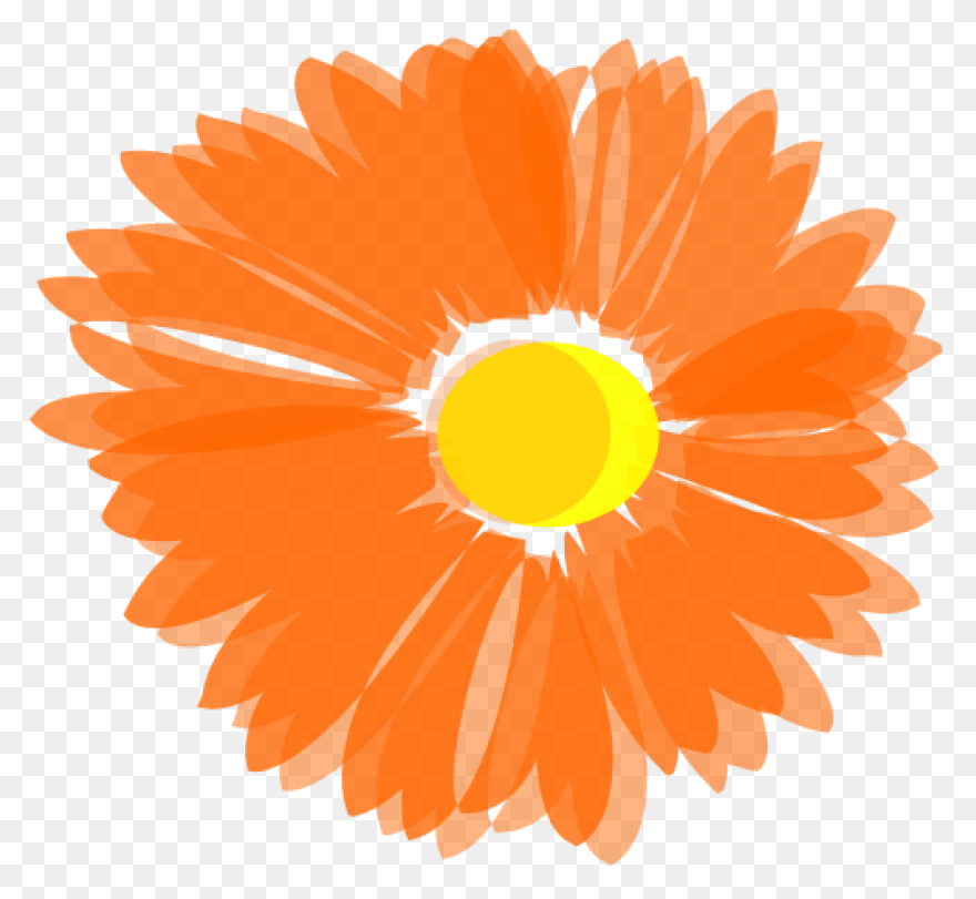 Calendula Officinalis Flower - Mari