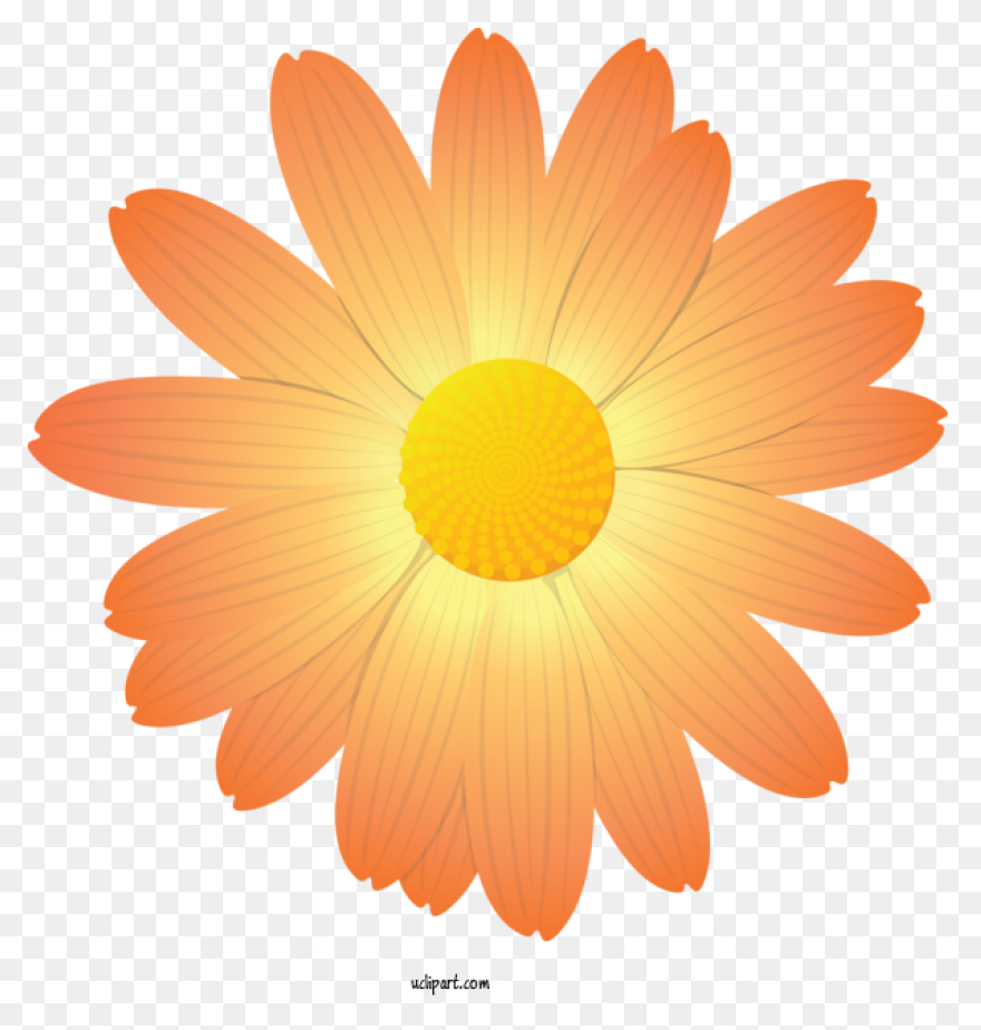 Calendula Officinalis Flower - Mari