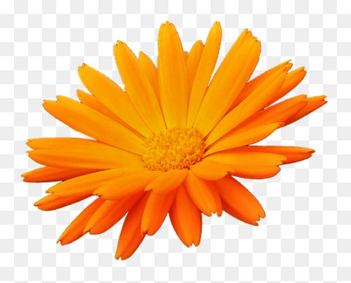 Calendula Officinalis Flower - Mari