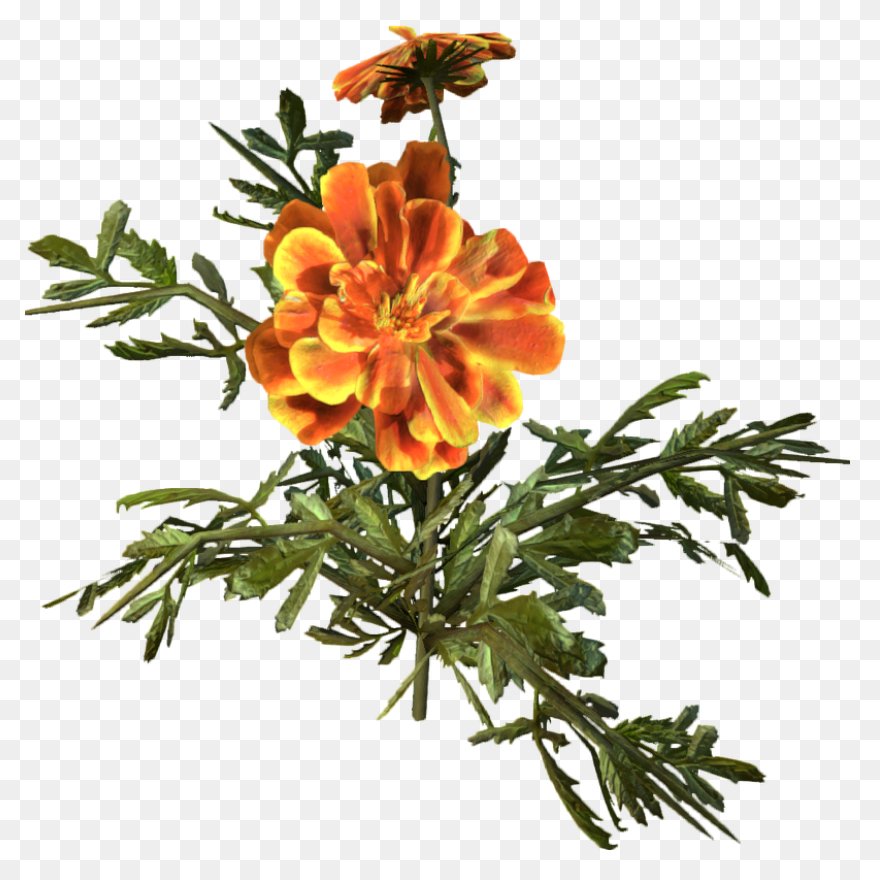 Calendula Officinalis Flower - Mari