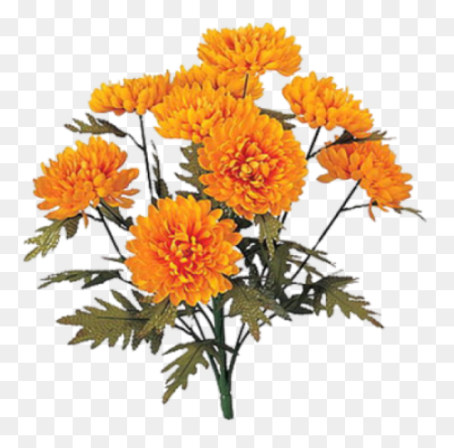 Calendula Officinalis Flower - Mari