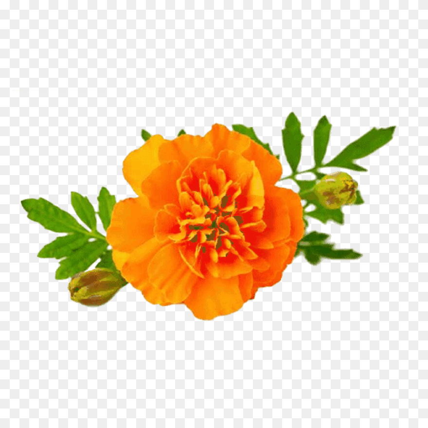 Calendula Officinalis Flower - Mari