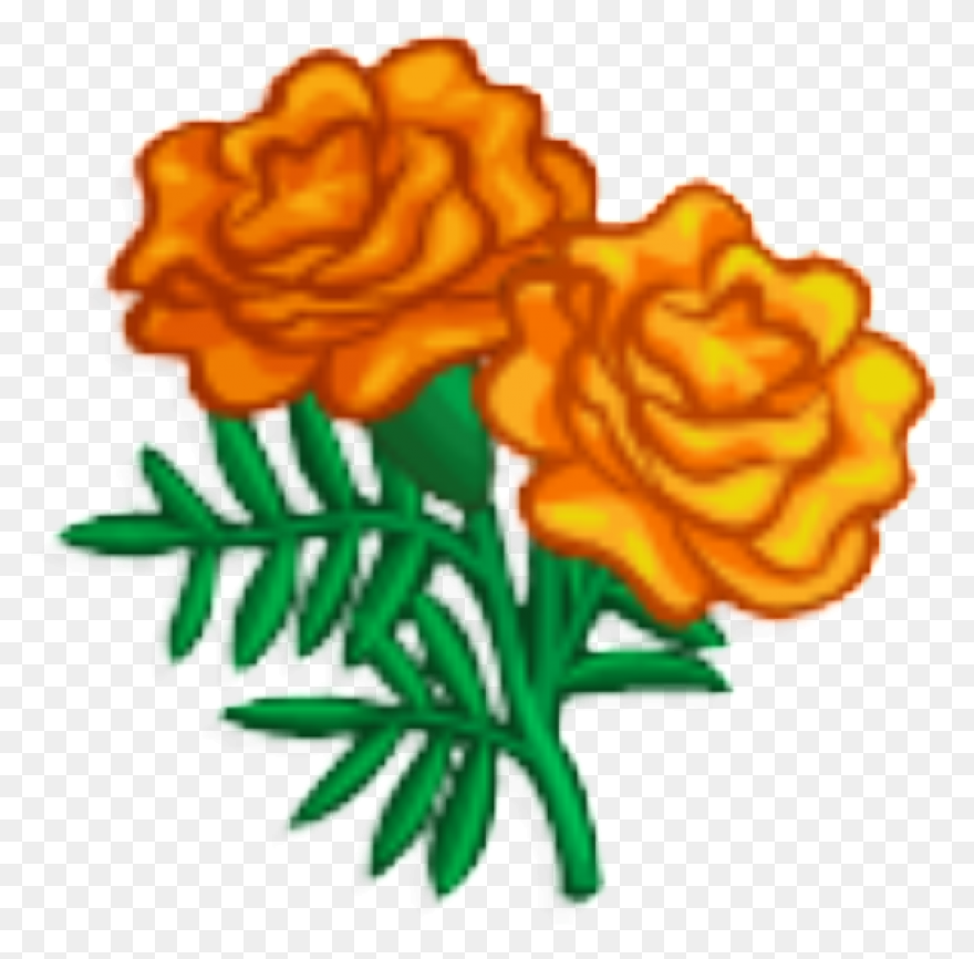 Calendula Officinalis Flower - Mari
