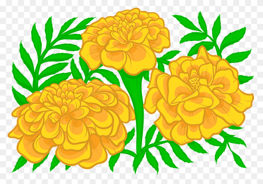 Calendula Officinalis Flower - Mari