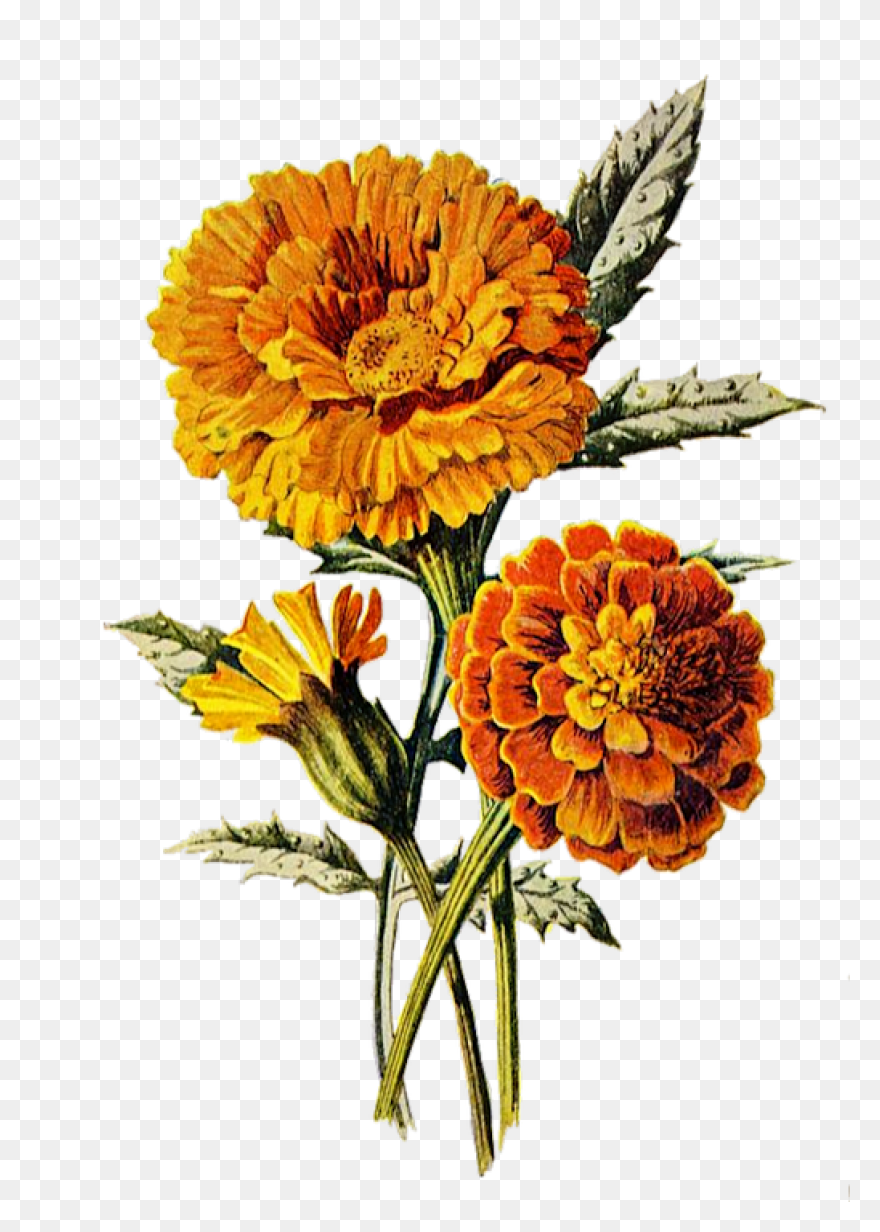 Calendula Officinalis Flower - Mari