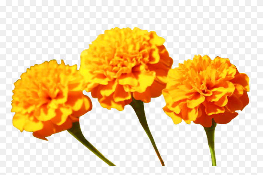 Calendula Officinalis Flower - Mari