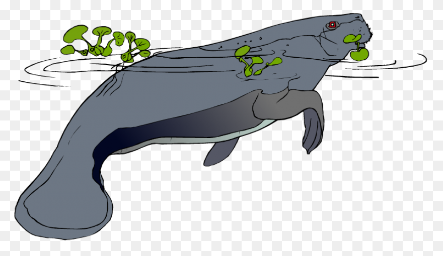 Funny Manatee Lover Gift My Spirit 