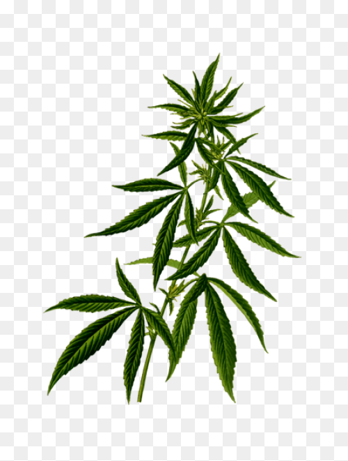 Marijuana Peace Symbol Variation 2 - Marijuana