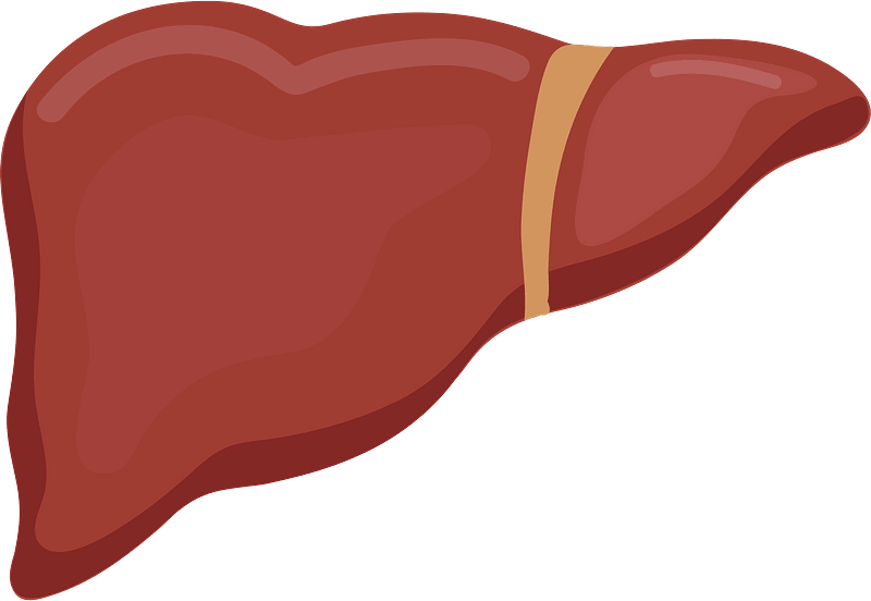 10+ Liver - View: Liver Clipart. Free Download .png PNG Clip Art Images