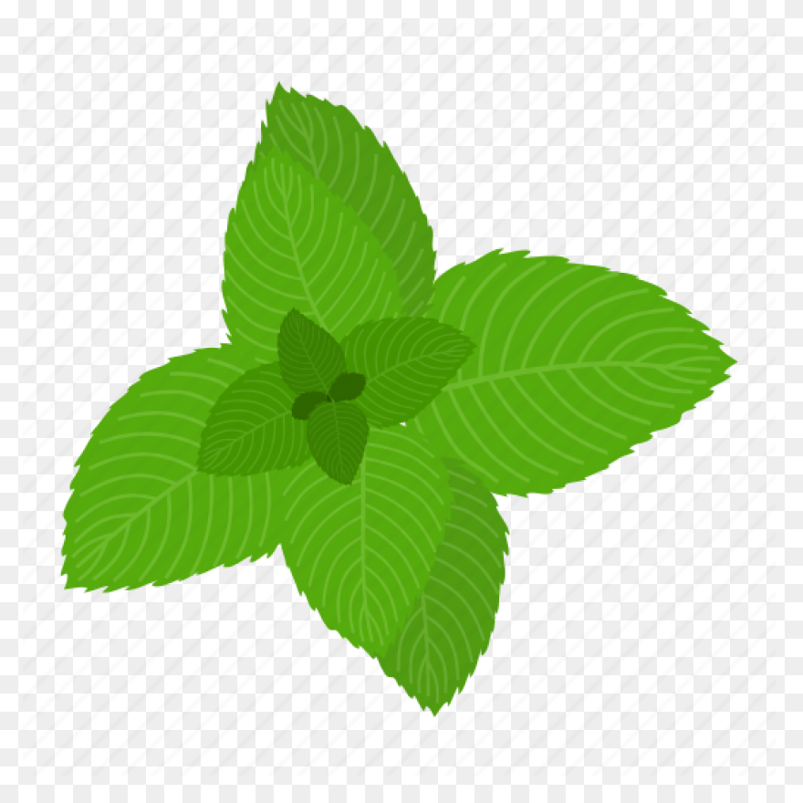 Peppermint Plant Image - Mint Plant