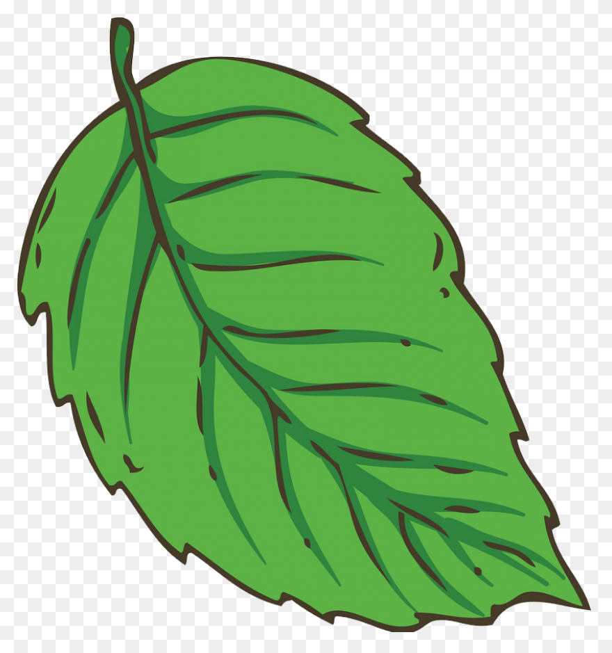 Peppermint Plant Image - Mint Plant