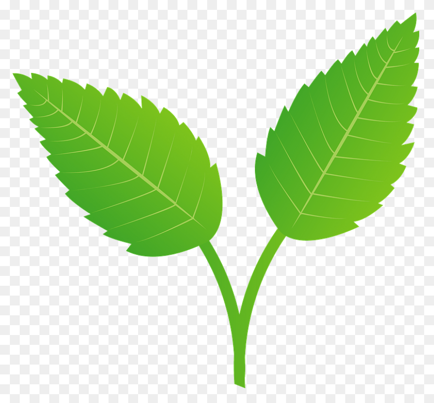 Peppermint Plant Image - Mint Plant