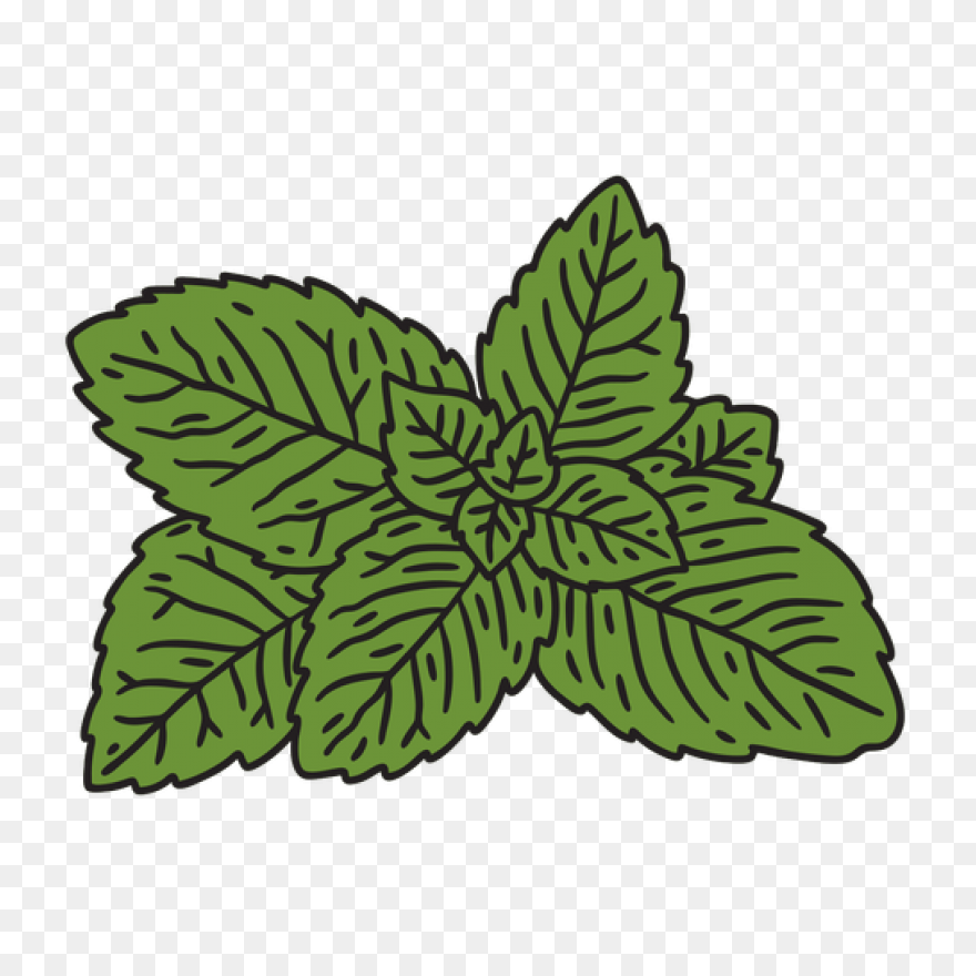 Peppermint Plant Image - Mint Plant