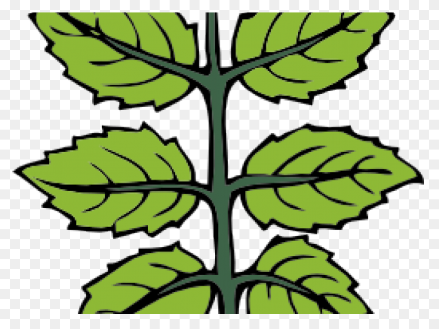 Peppermint Plant Image - Mint Plant