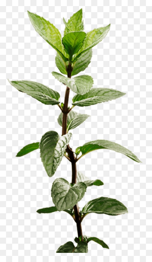Peppermint Plant Image Mint Plant - Mint