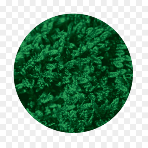 Brown Ground Heights Moss Clipart. 