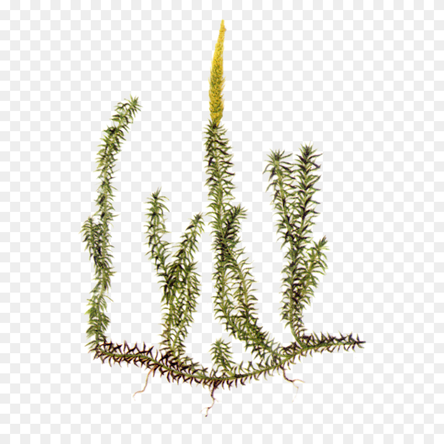 Brown Ground Heights Moss Clipart. 