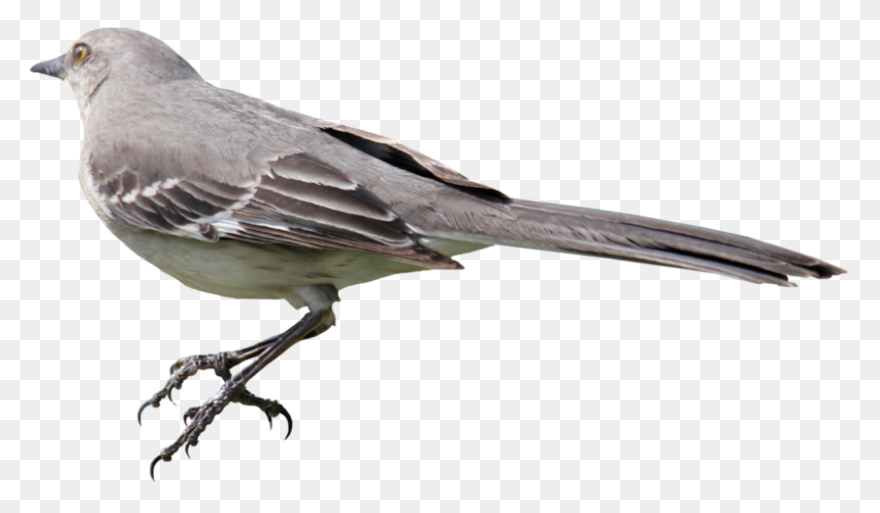 Mockingbird Clip Art At ClipartFlar