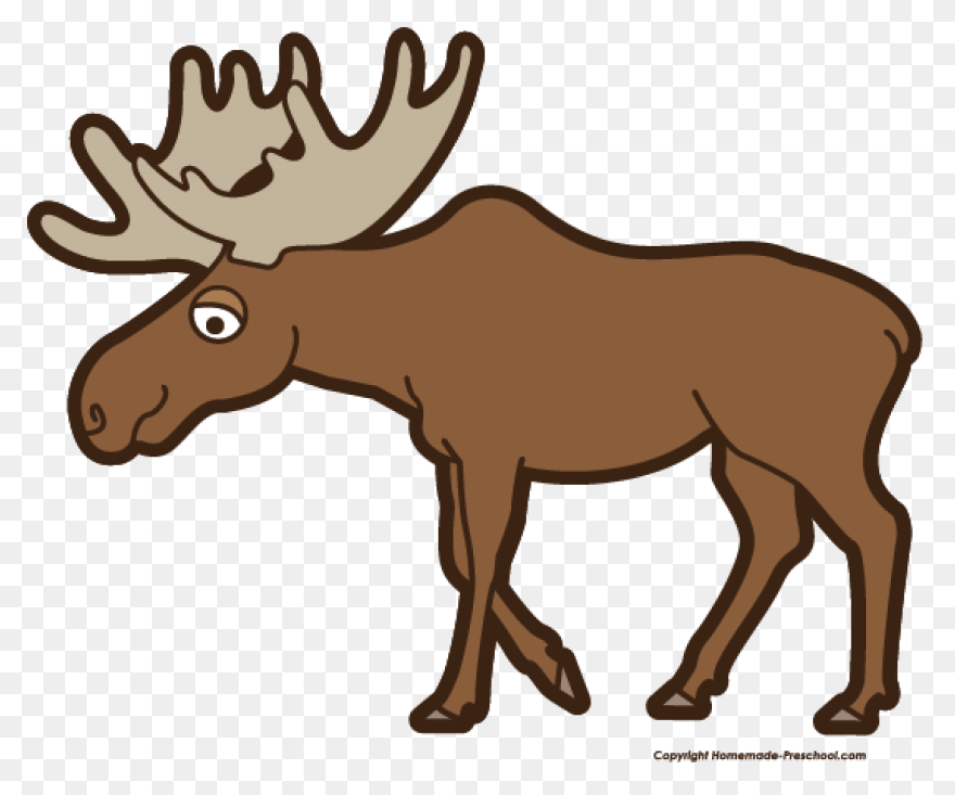 Moose Big Animals M Moose Moose Big