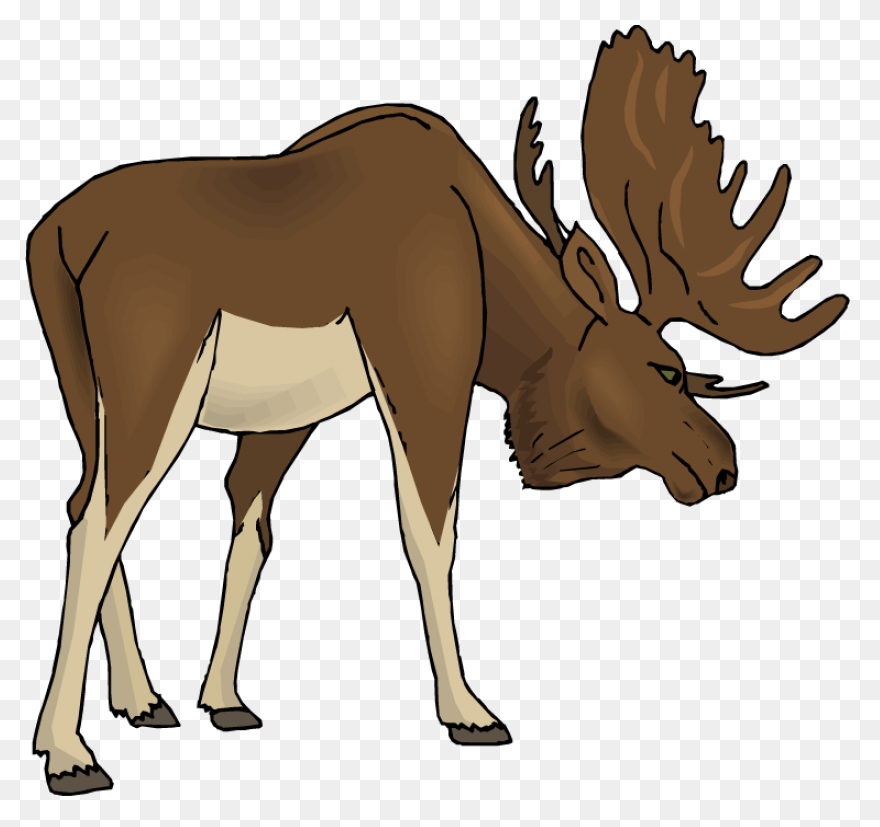 Moose Big Animals M Moose Moose Big