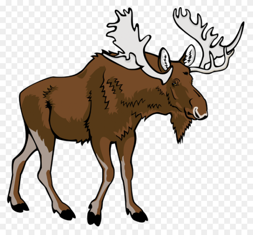Moose Big Animals M Moose Moose Big