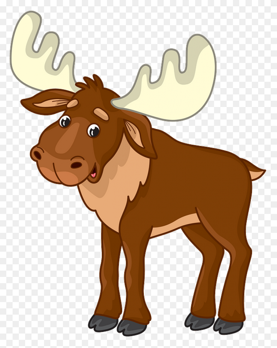 Moose Big Animals M Moose Moose Big
