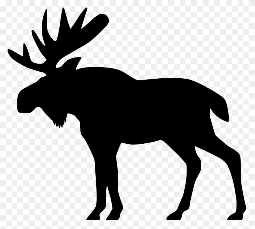 Moose Big Animals M Moose - Moose