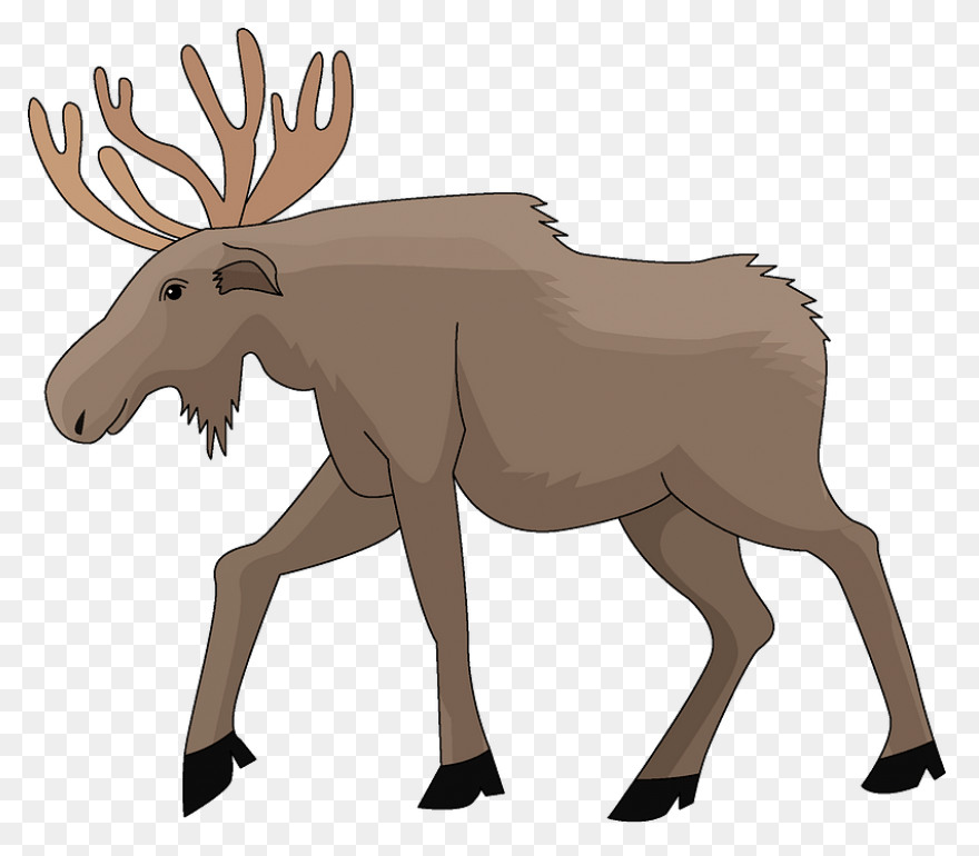 Moose Big Animals M Moose Moose Big