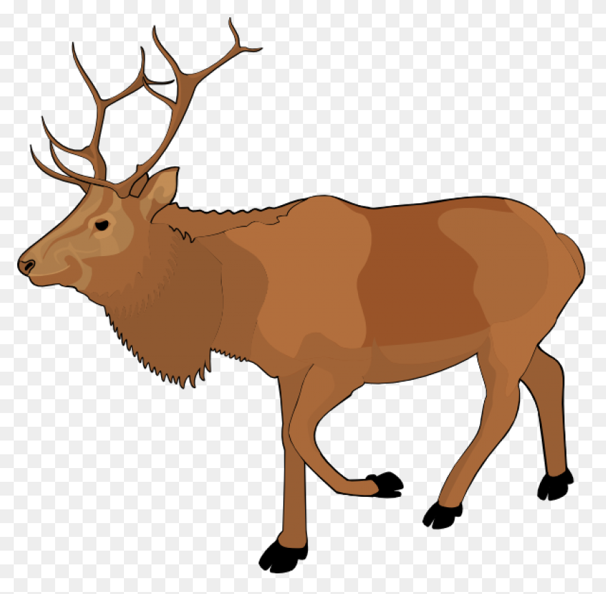 Moose Big Animals M Moose Moose Big