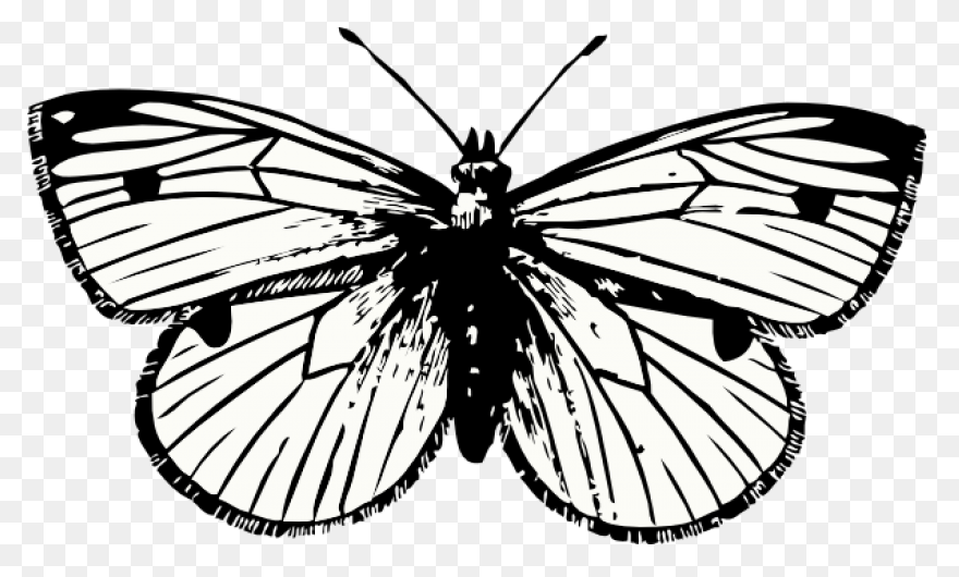 Moon And Moth | Free PNG-WebP