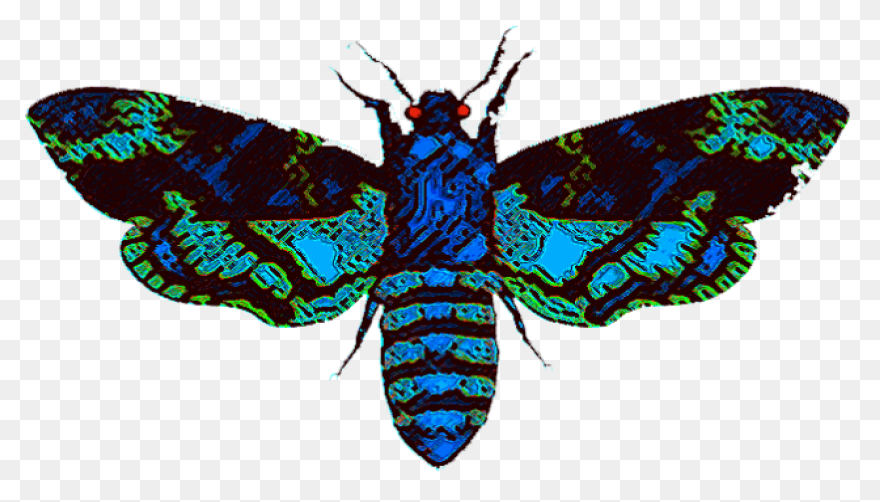 Moon And Moth | Free PNG-WebP
