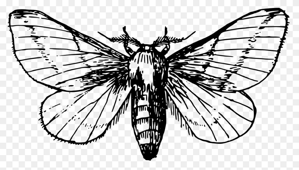 Moon And Moth | Free PNG-WebP