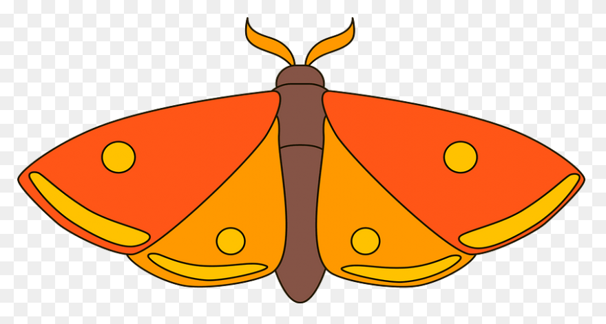 Moon And Moth | Free PNG-WebP