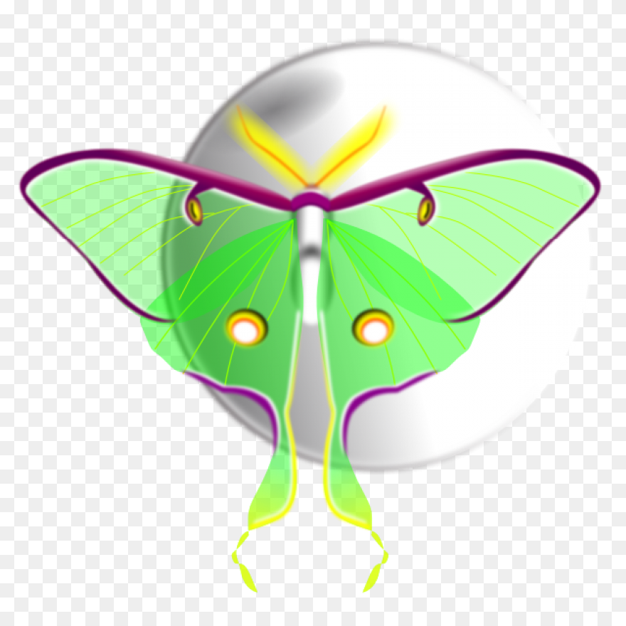 Moon And Moth | Free - Moth