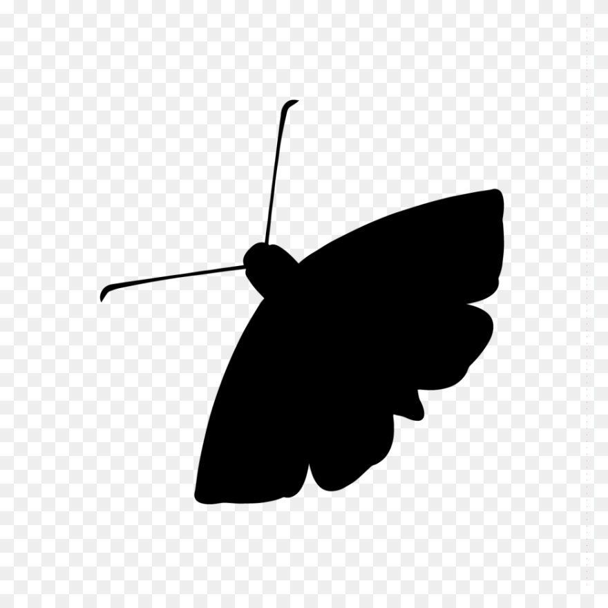 Moon And Moth | Free PNG-WebP