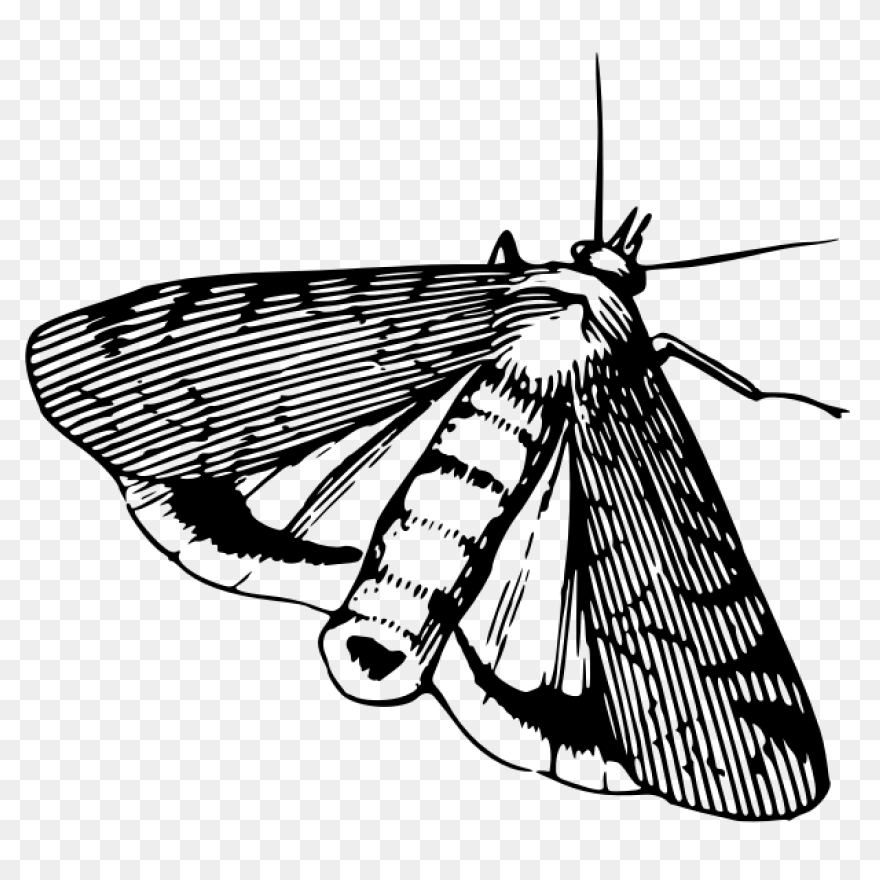 Moon And Moth | Free PNG-WebP