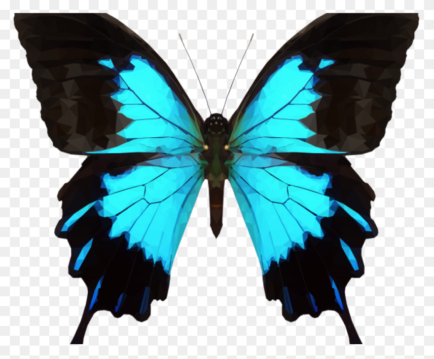 Moon And Moth | Free PNG-WebP