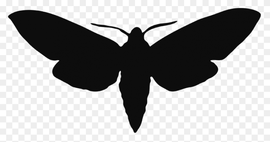 Moon And Moth | Free PNG-WebP