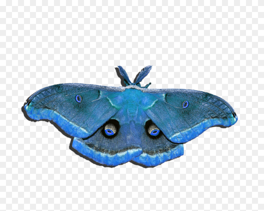 Moon And Moth | Free PNG-WebP