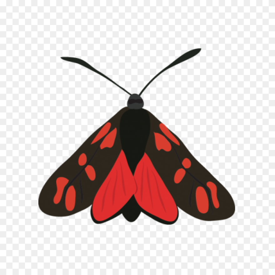 Moon And Moth | Free PNG-WebP
