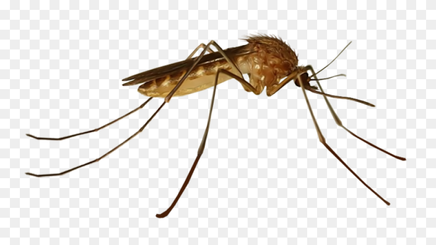 File:mosquito Gender En.PNG-WebP - 