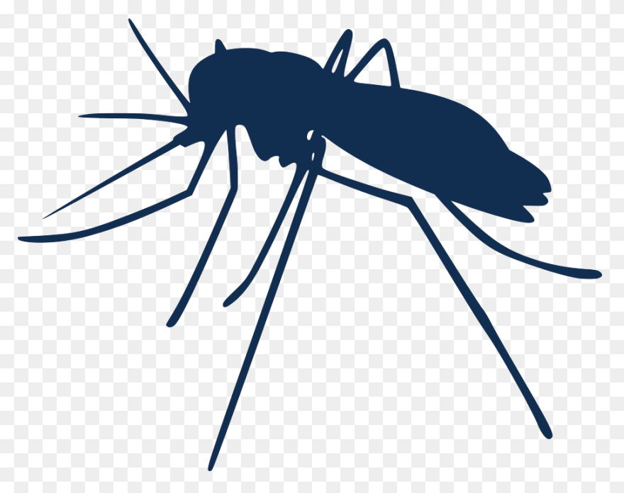 File:mosquito Gender En.PNG WebP Wikimedia - Mosquito