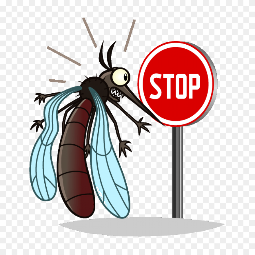 File:mosquito Gender En.PNG-WebP - 
