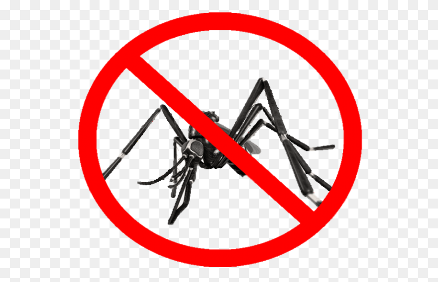 File:mosquito Gender En.PNG-WebP - 