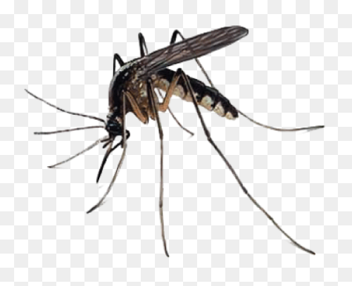 File:mosquito Gender En.PNG-WebP - 