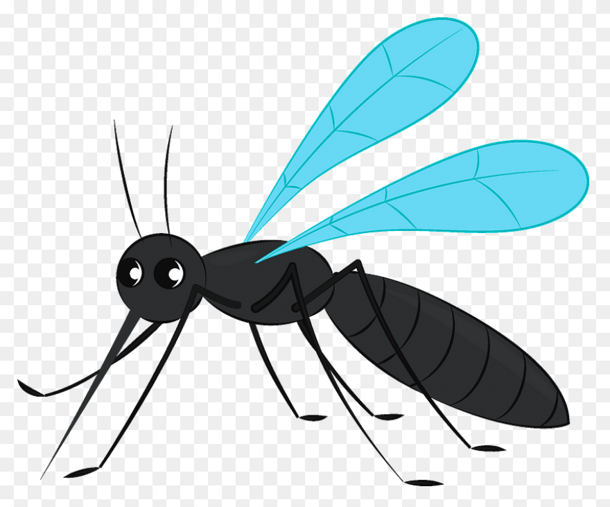 File:mosquito Gender En.PNG-WebP - 