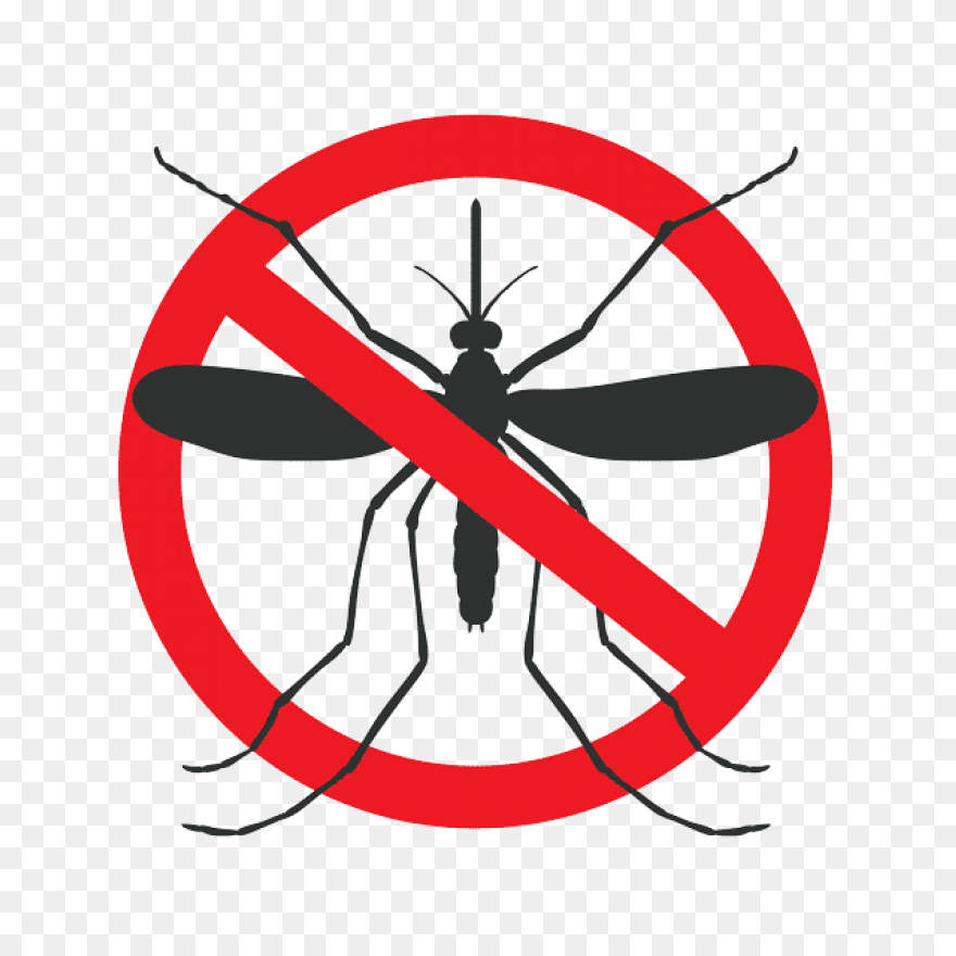 File:mosquito Gender En.PNG-WebP - 