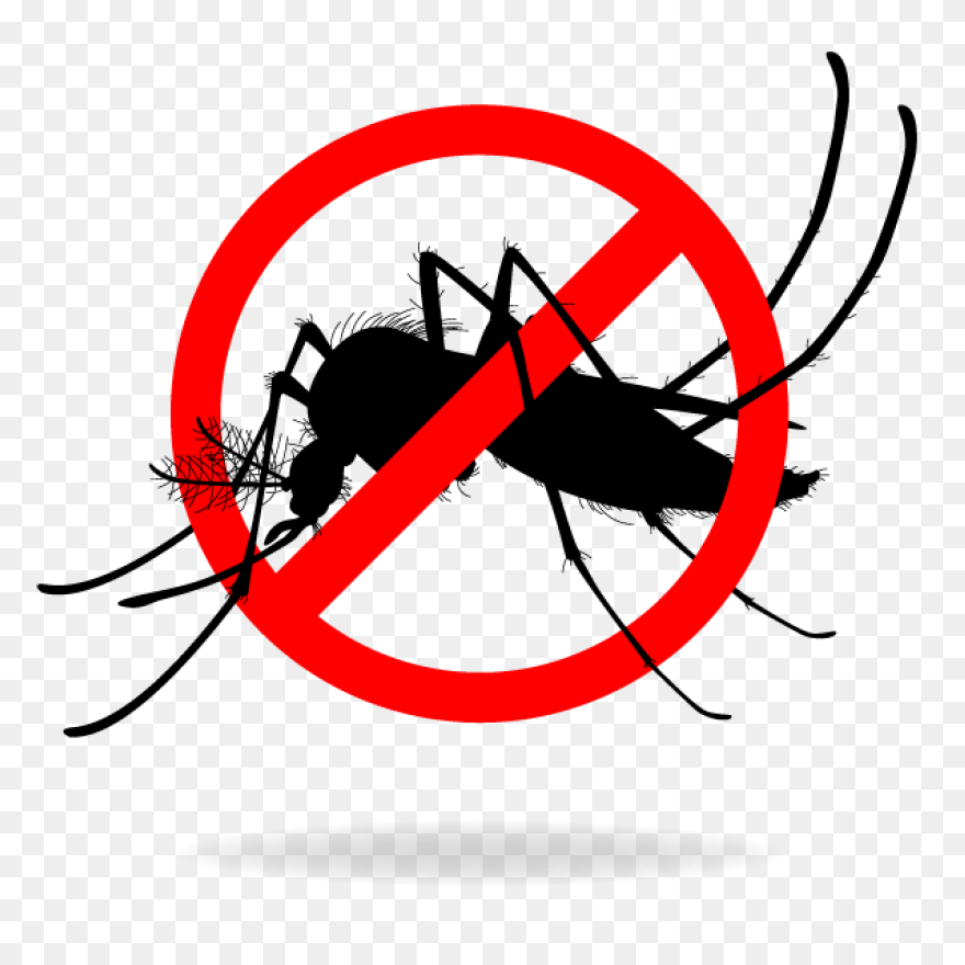 File:mosquito Gender En.PNG-WebP - 